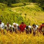 1565807_traditional-ifugao-rice-harvesting [1600x1200]