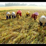 2083787_rice-harvest [1600x1200]